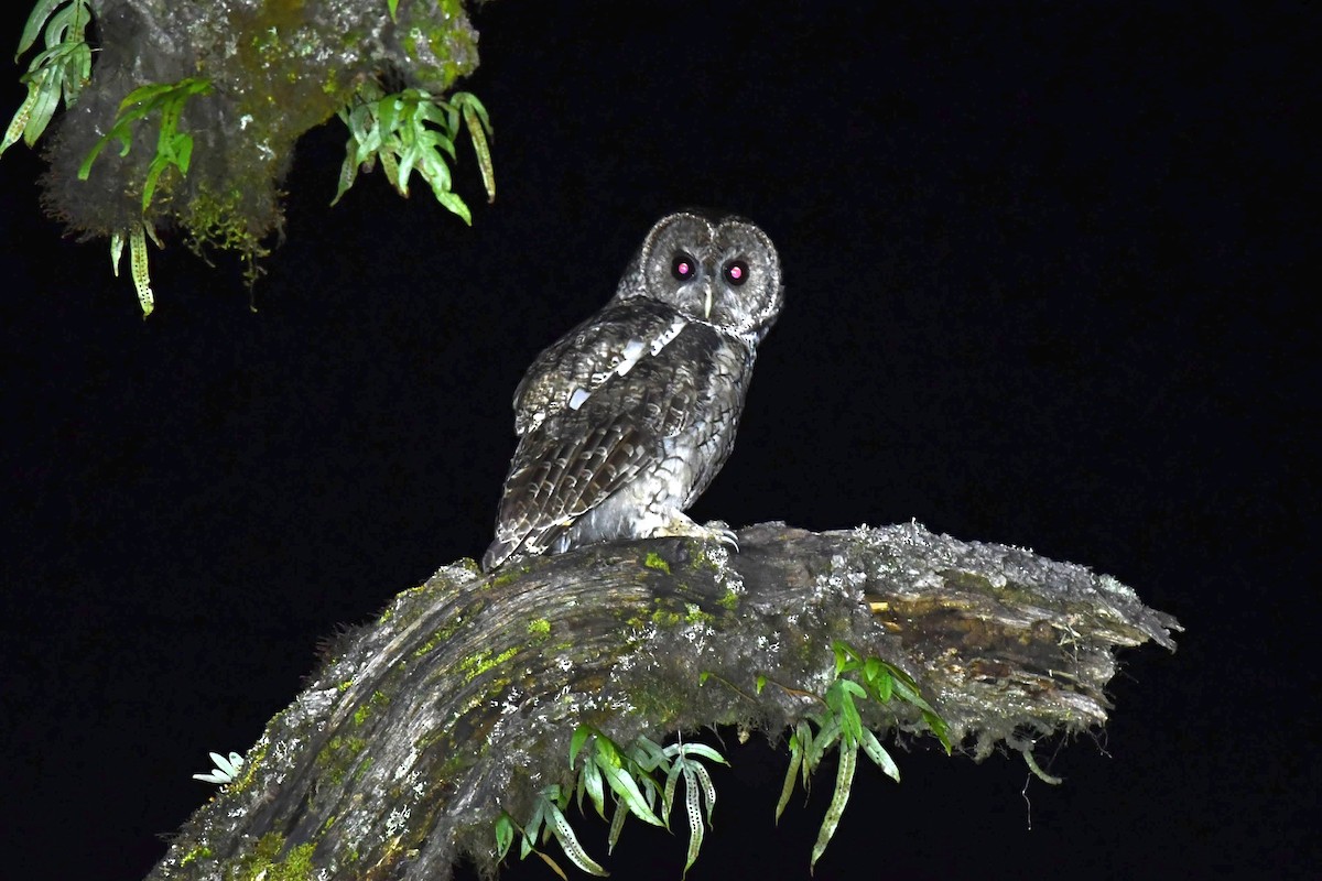 Himalayan Owl - ML619913131
