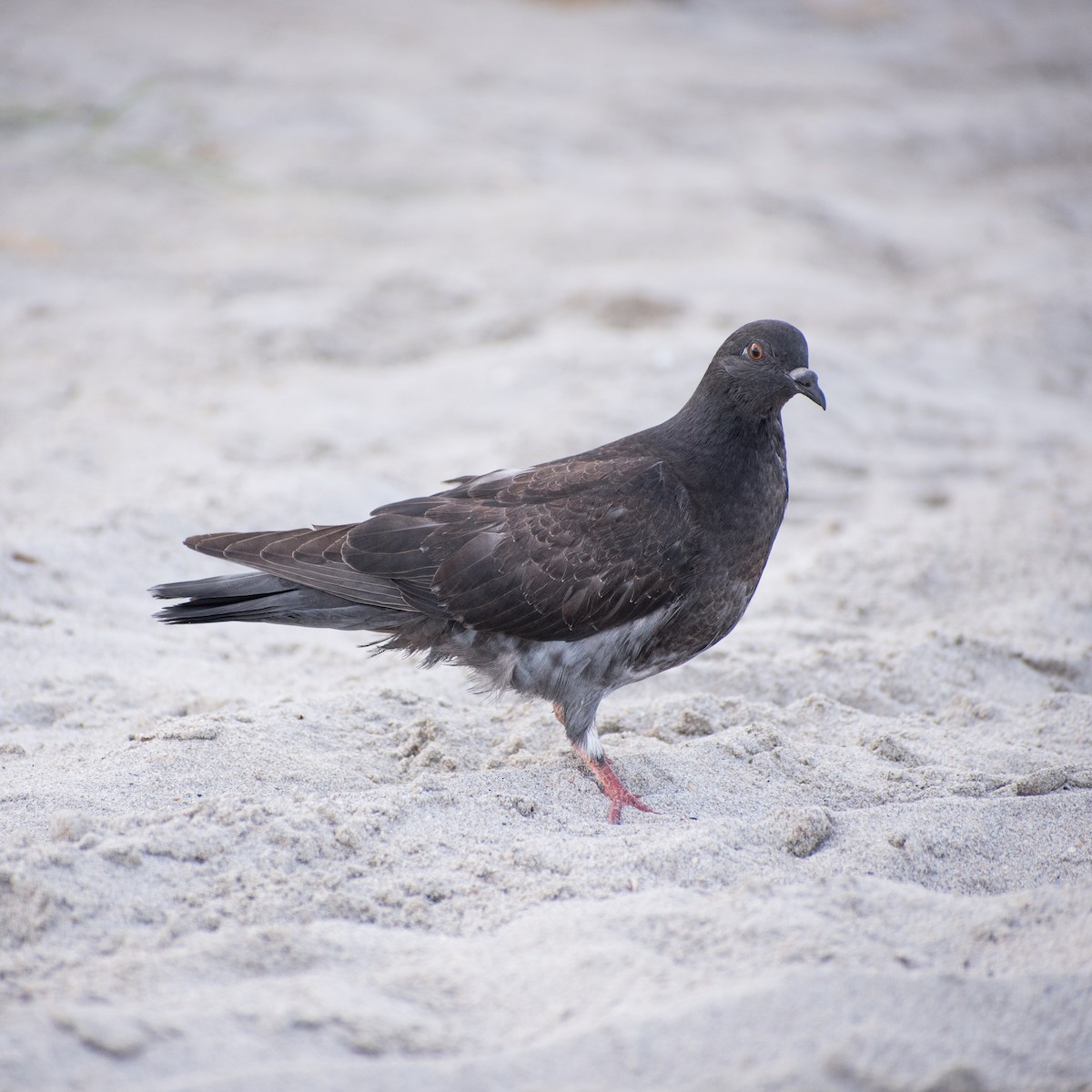 Rock Pigeon (Feral Pigeon) - ML619913151
