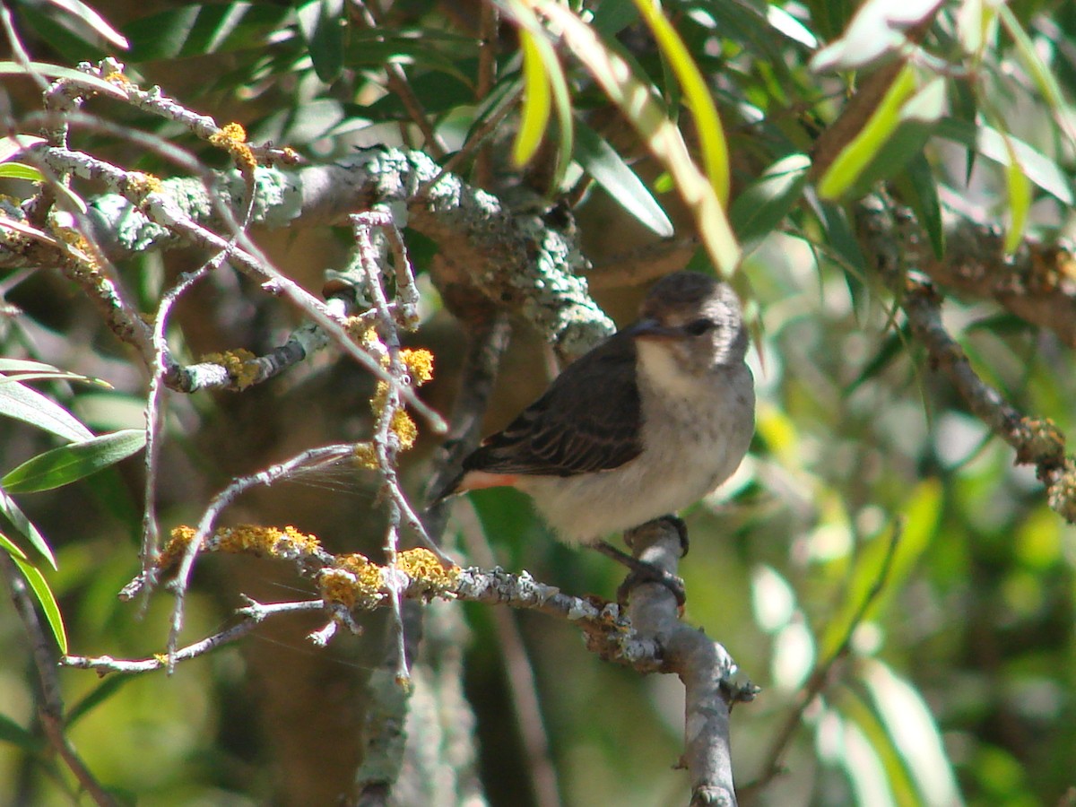 Mistletoebird - ML619913155