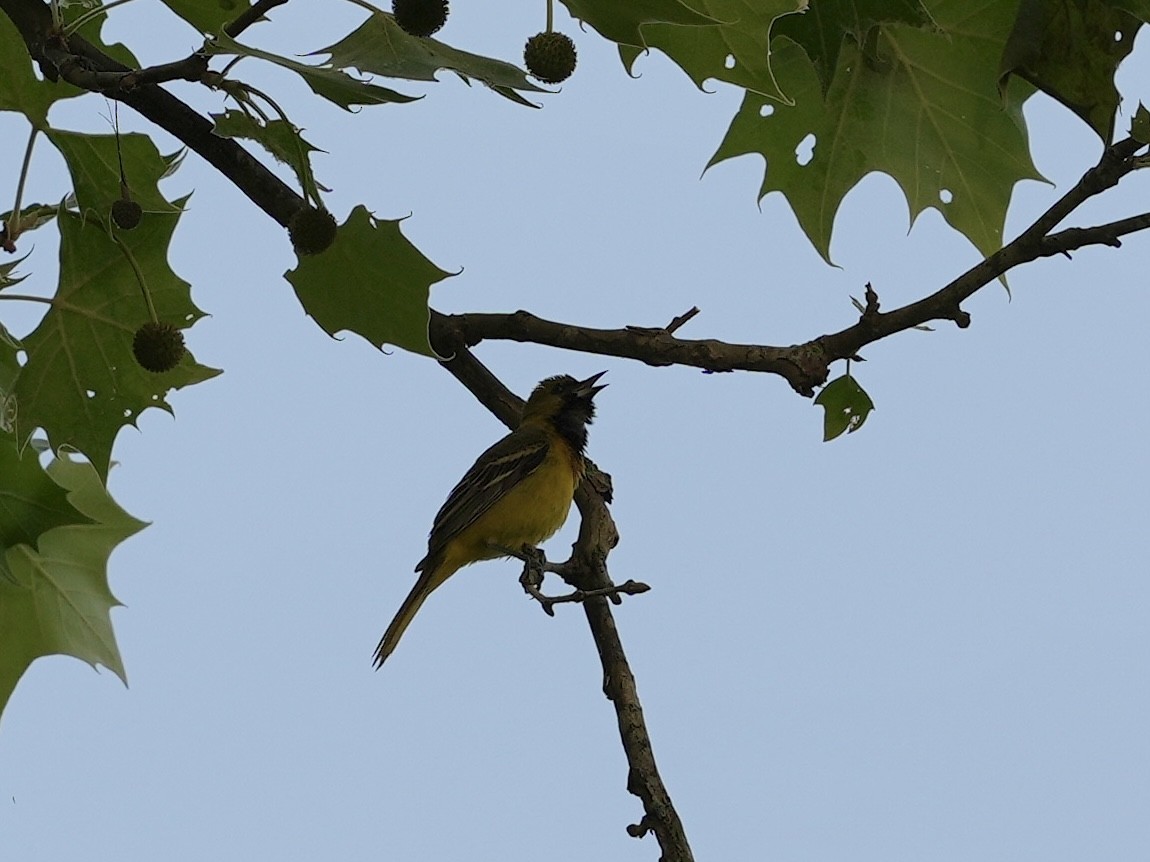 Orchard Oriole - ML619913181