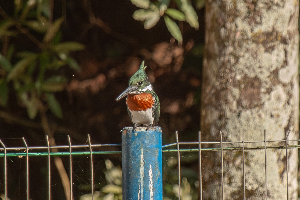 Amazon Kingfisher - ML619913184