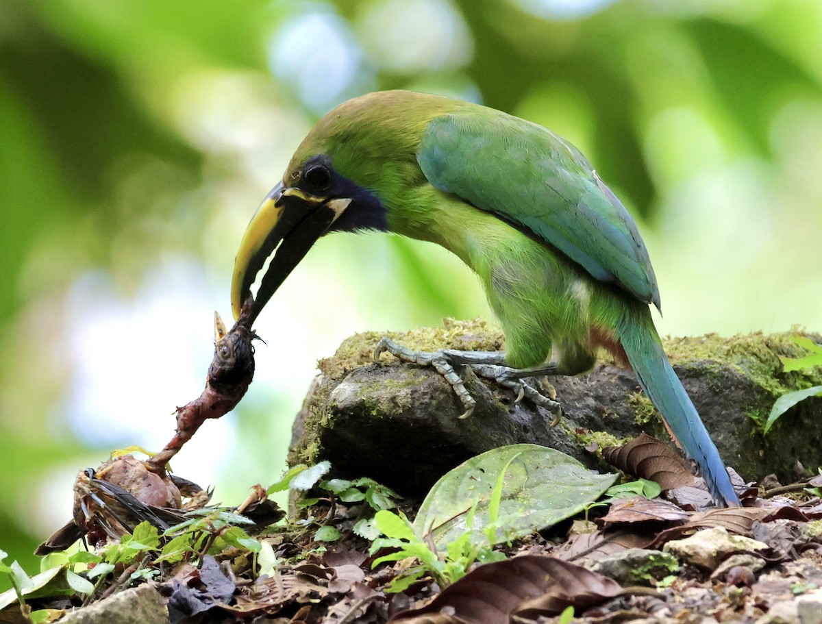 Northern Emerald-Toucanet (Blue-throated) - ML619913189