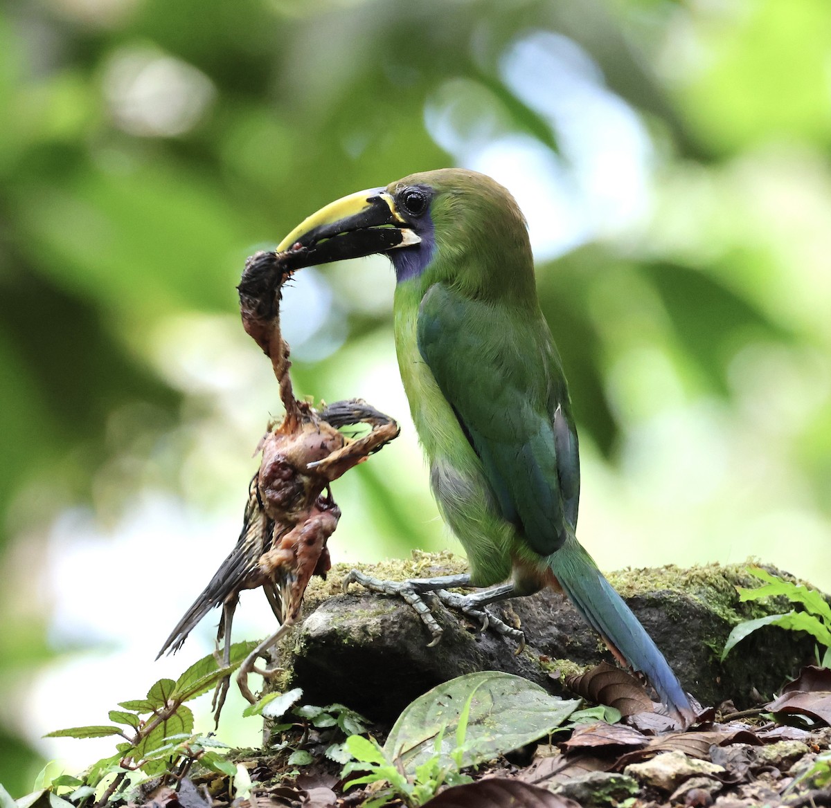 Northern Emerald-Toucanet (Blue-throated) - ML619913190