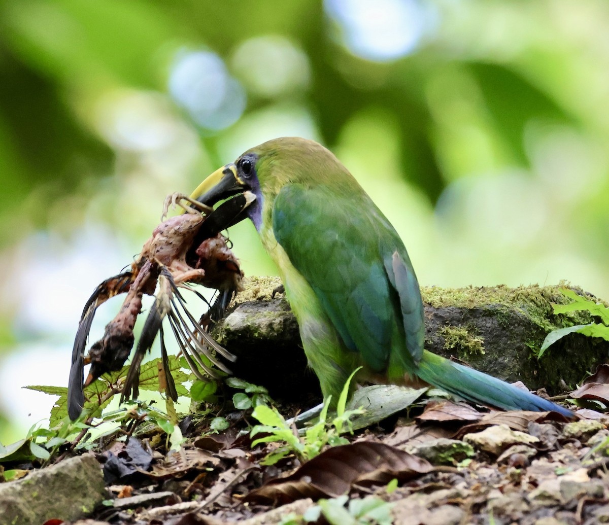 Northern Emerald-Toucanet (Blue-throated) - ML619913191
