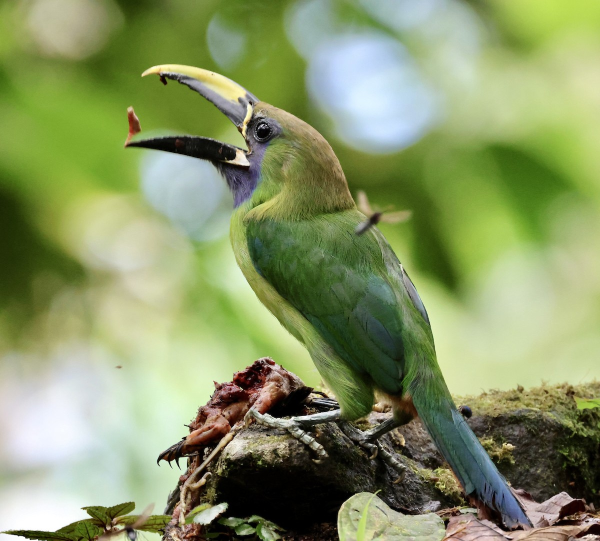 Northern Emerald-Toucanet (Blue-throated) - ML619913192