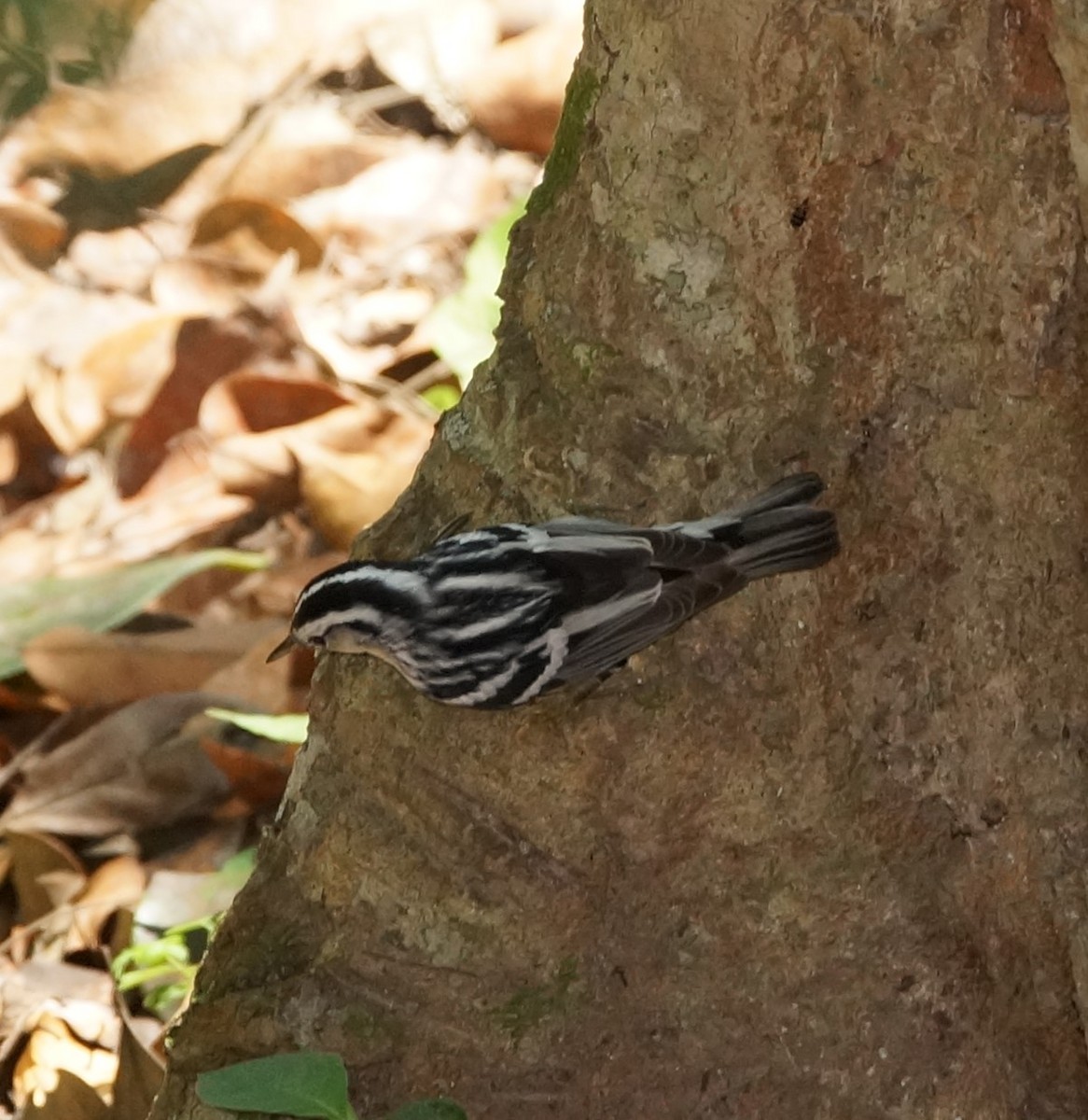 Black-and-white Warbler - ML619913200
