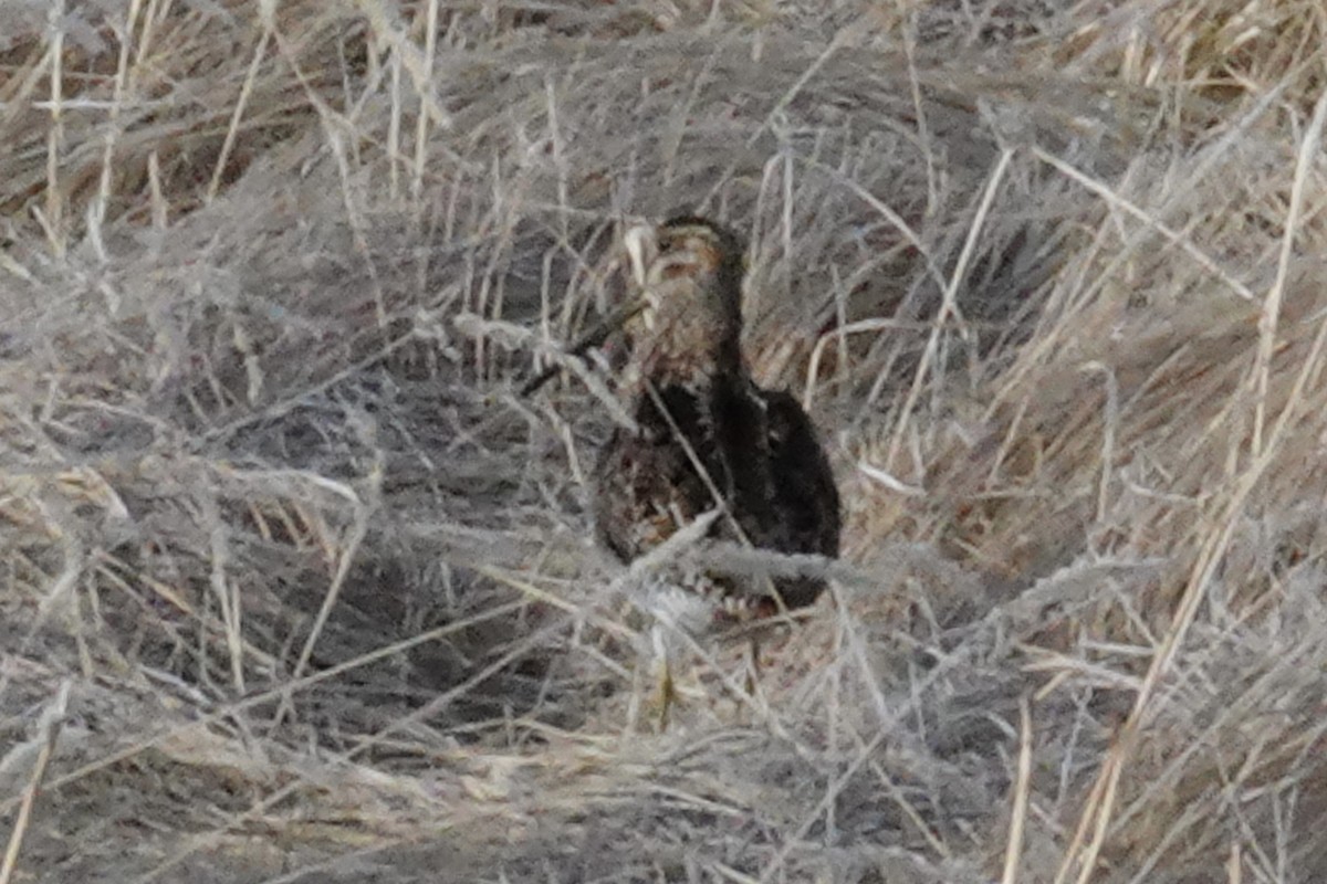 Wilson's Snipe - ML619913205