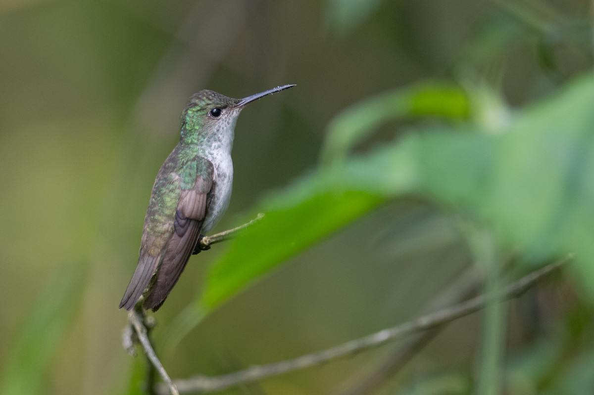 White-bellied Emerald - ML619913207