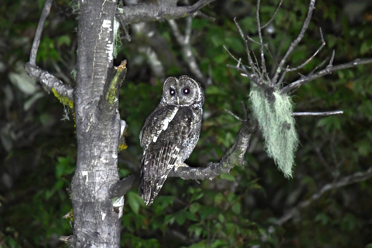 Himalayan Owl - ML619913208