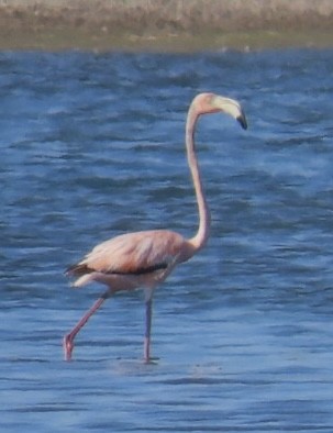 American Flamingo - ML619913216