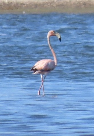 American Flamingo - ML619913218