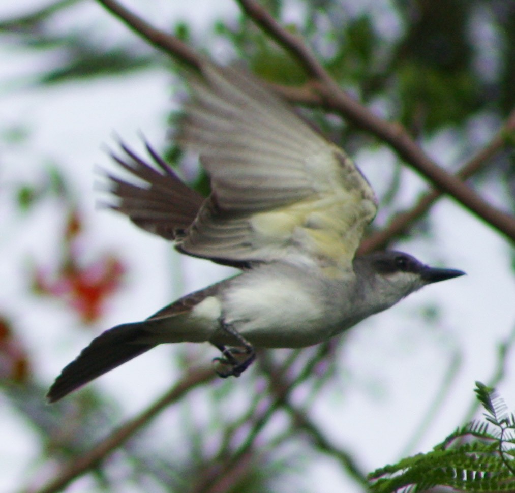 Gray Kingbird - ML619913230