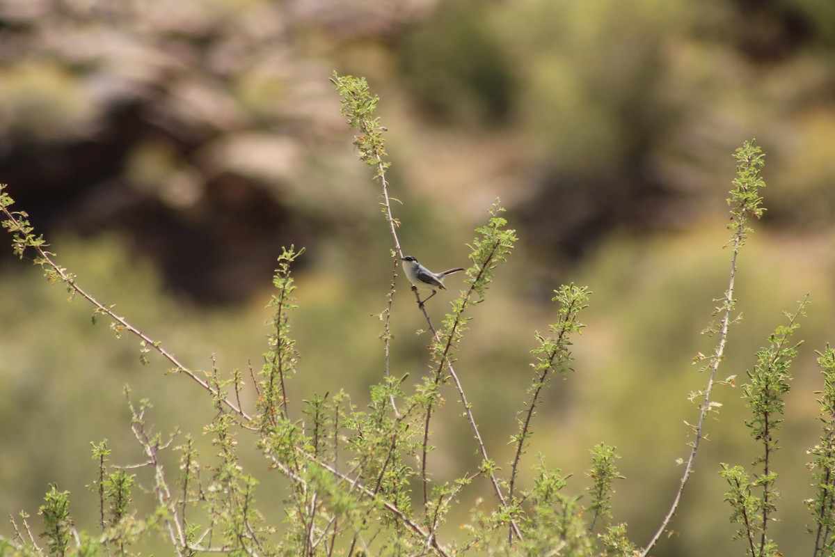 Black-tailed Gnatcatcher - ML619913238