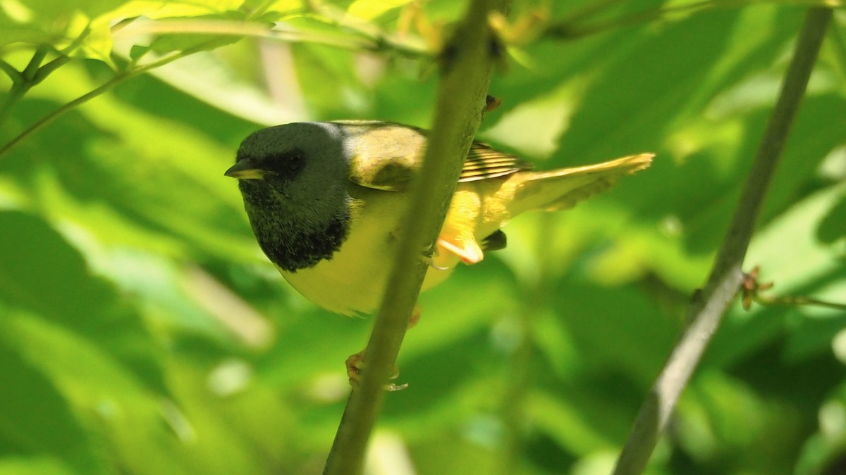 Mourning Warbler - ML619913242