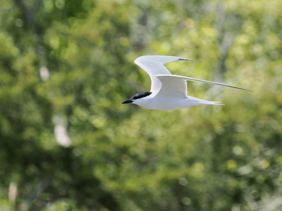 Gull-billed Tern - ML619913249