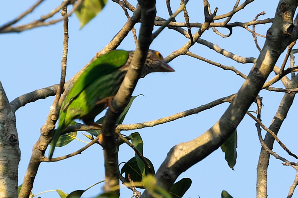 Lineated Barbet - ML619913252