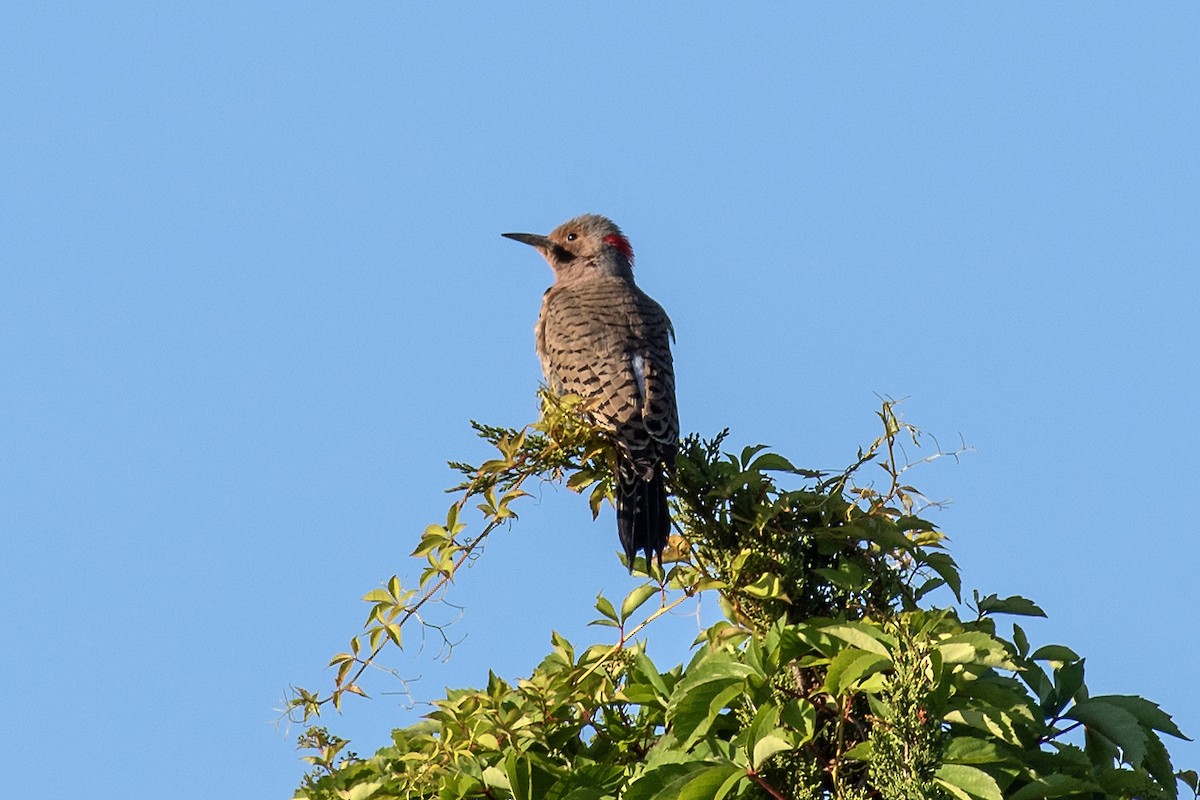Northern Flicker (Yellow-shafted) - ML619913264