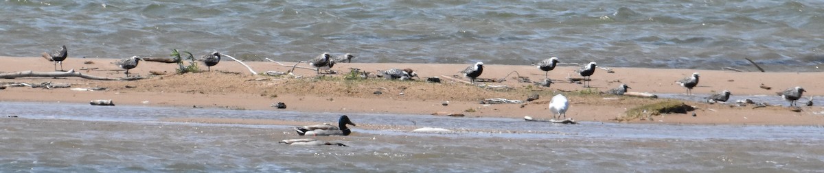 Black-bellied Plover - ML619913273