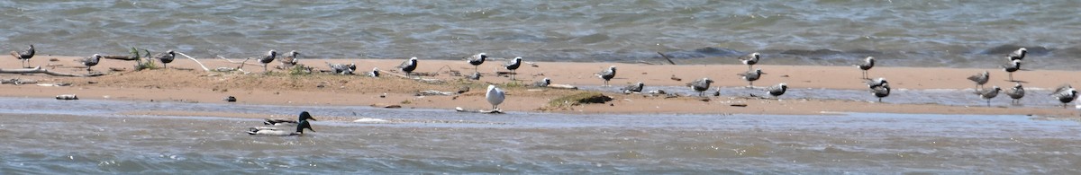 Black-bellied Plover - ML619913274