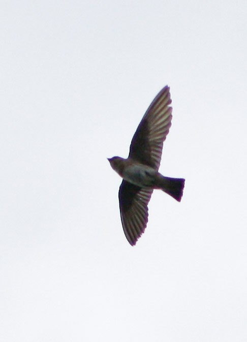 Cave Swallow - ML619913288