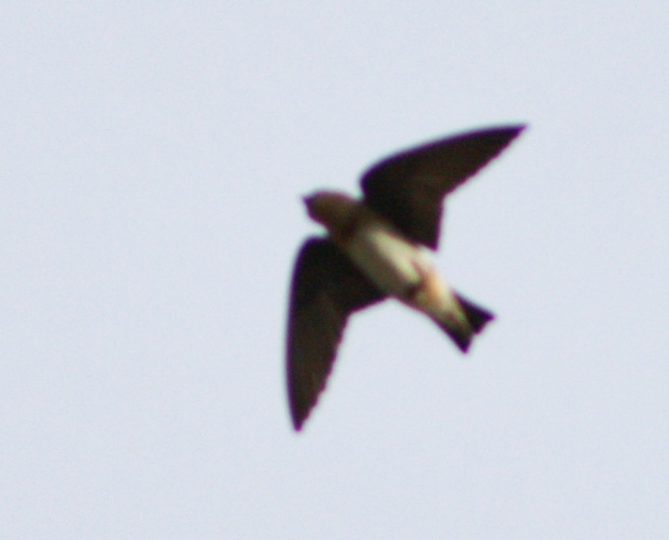 Cave Swallow - ML619913289