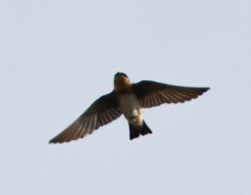 Cave Swallow - ML619913290