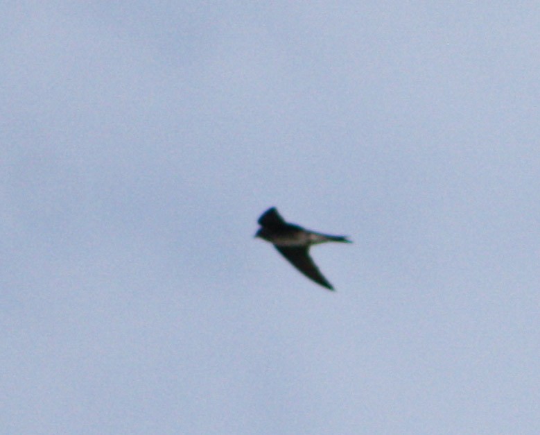 Cave Swallow - ML619913294