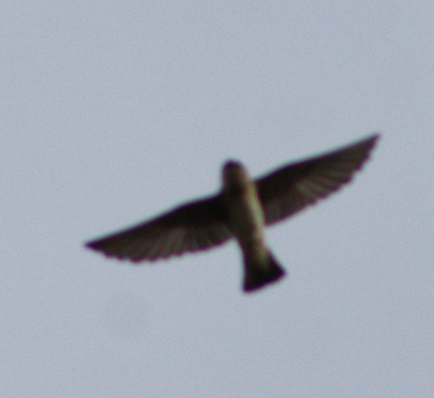 Cave Swallow - ML619913295