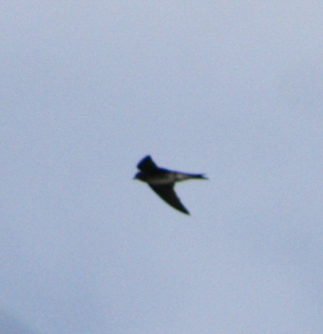 Cave Swallow - ML619913296