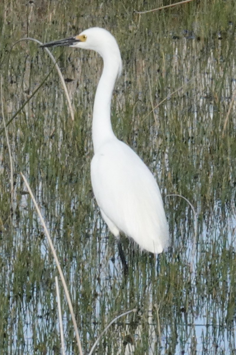 Snowy Egret - ML619913297