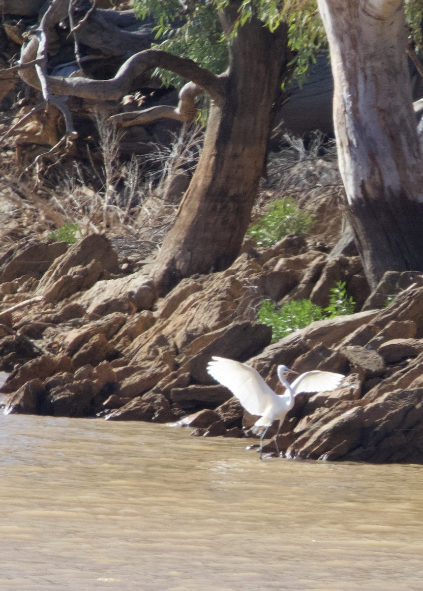 Great Egret - ML619913301