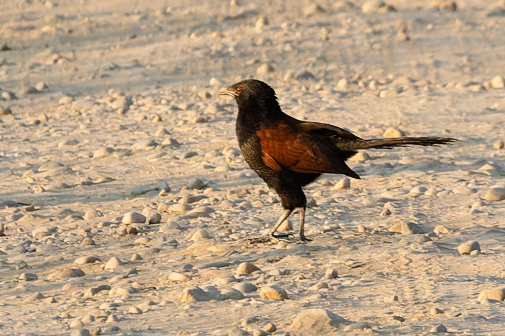 Greater Coucal - ML619913311