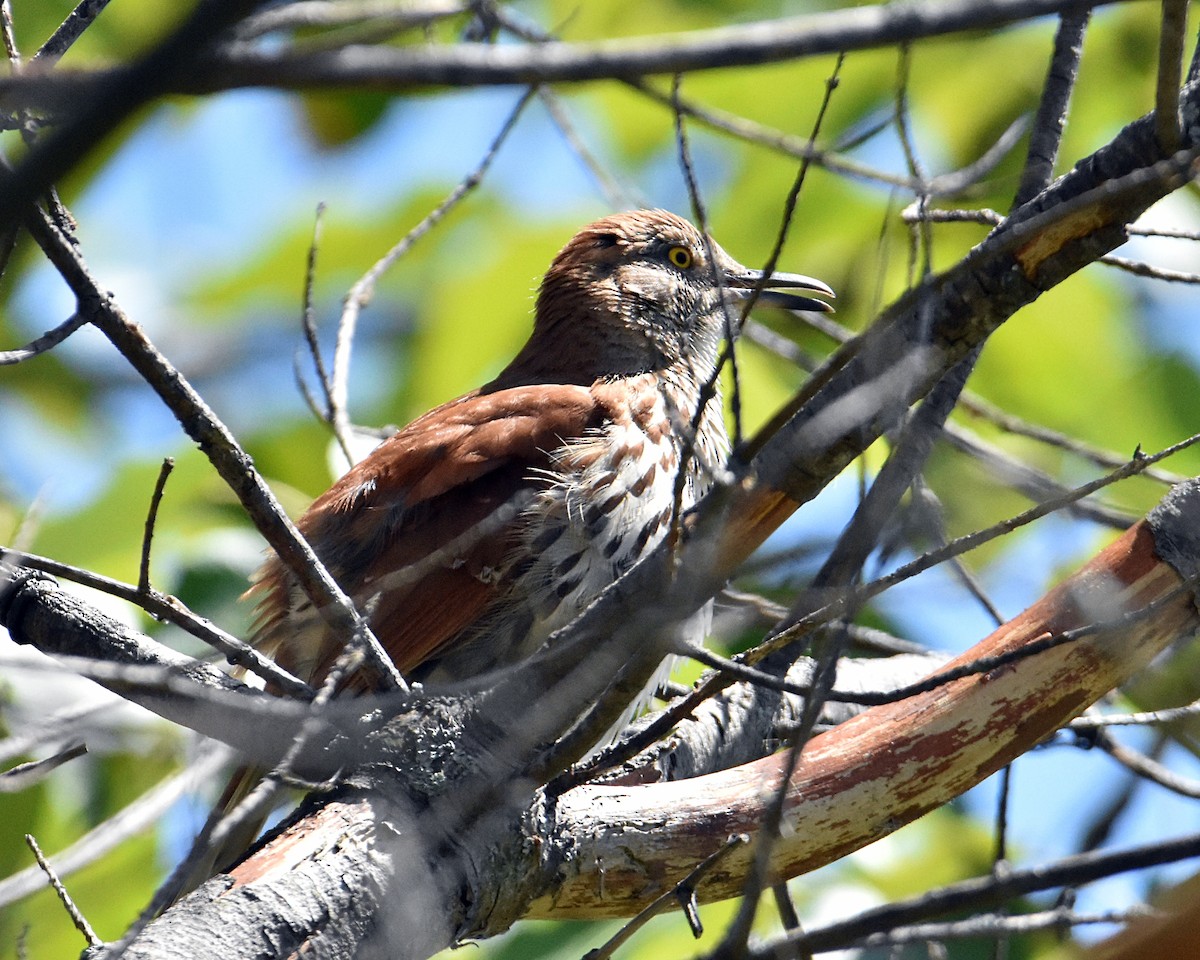 Brown Thrasher - ML619913312