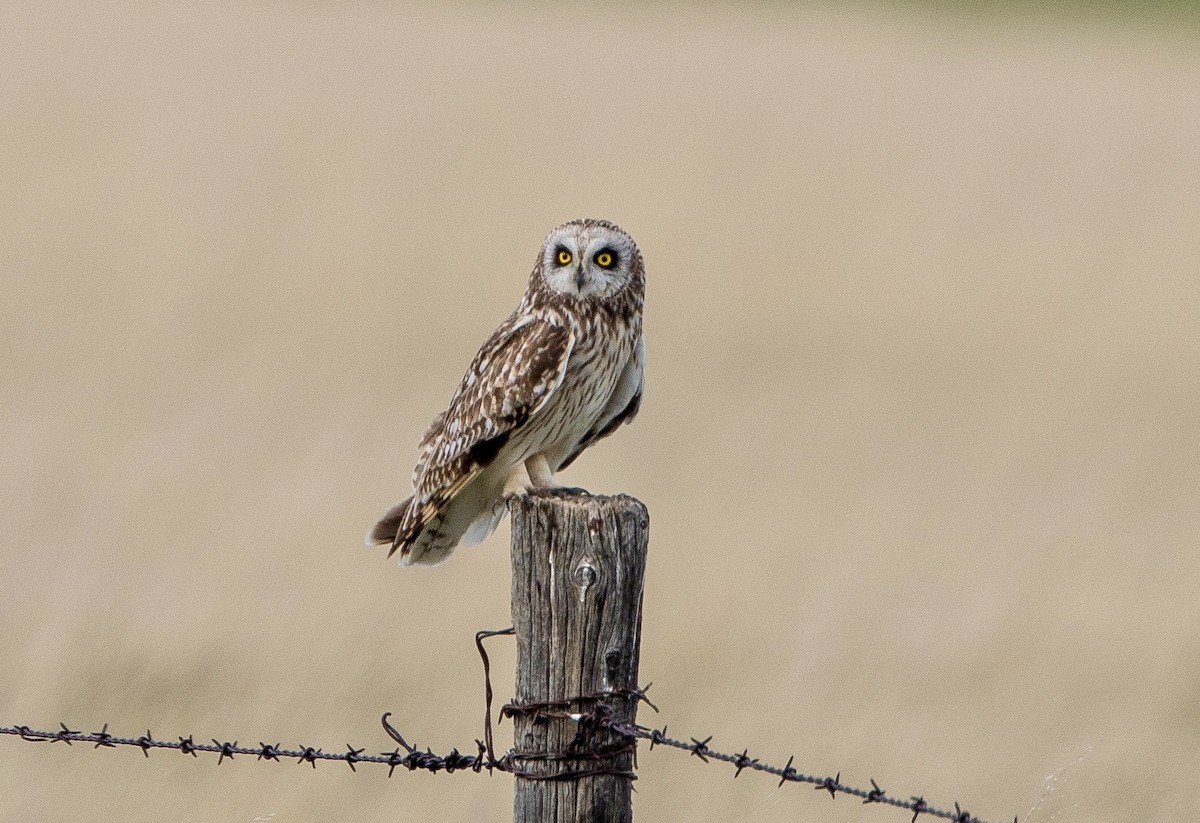 Short-eared Owl - ML619913313