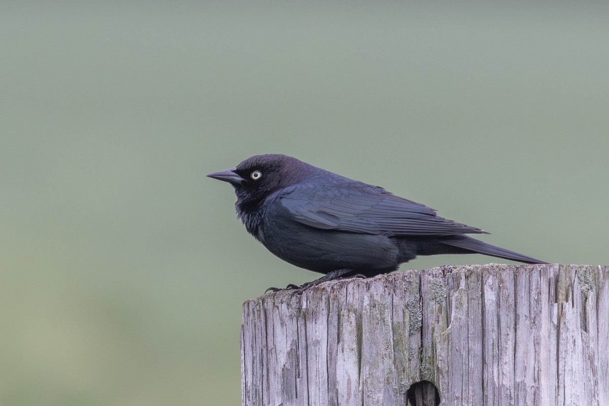 Brewer's Blackbird - ML619913315