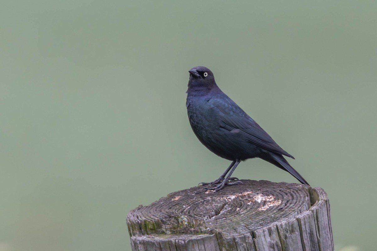 Brewer's Blackbird - ML619913316