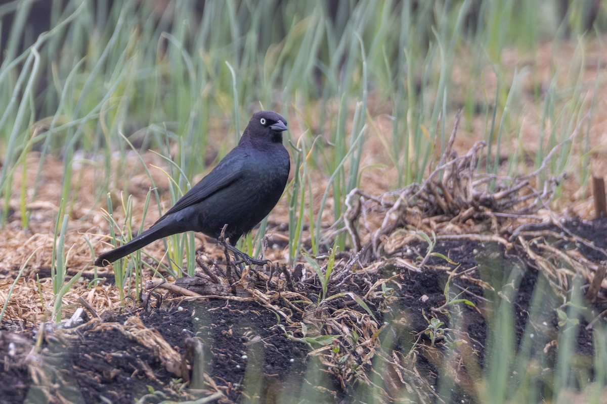 Brewer's Blackbird - ML619913317