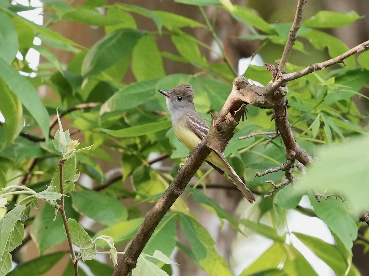 Great Crested Flycatcher - ML619913323