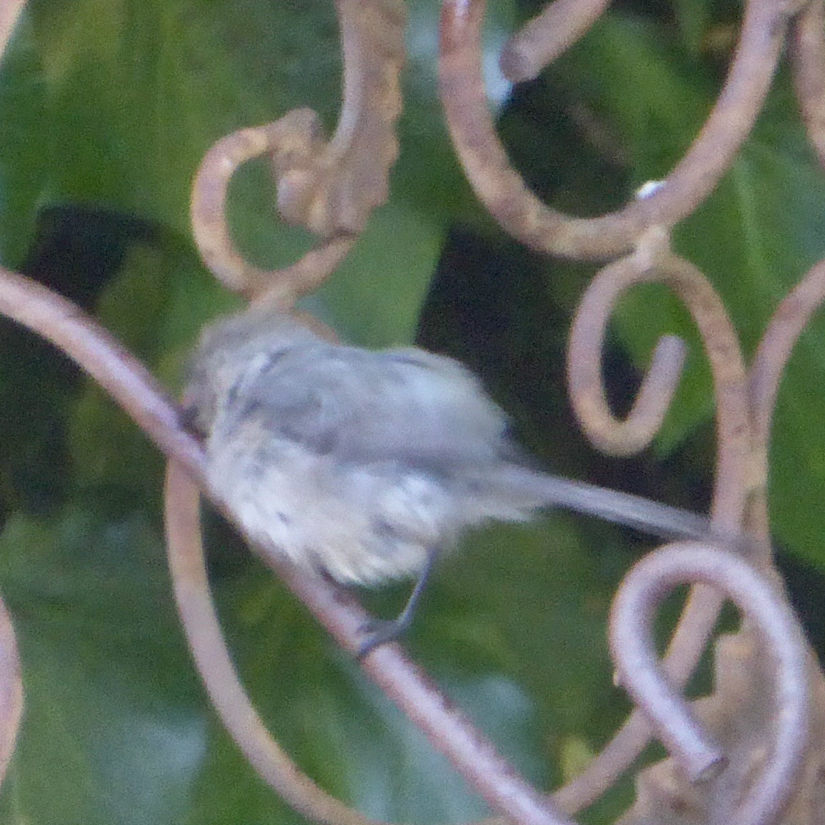 Bushtit (Pacific) - ML619913325