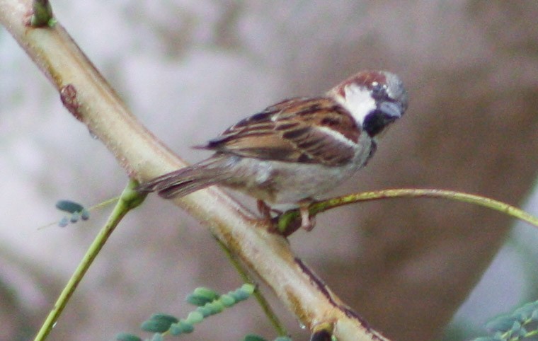 House Sparrow - ML619913332