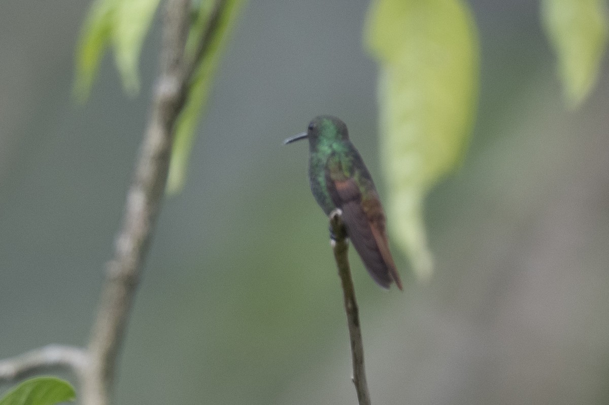 Berylline Hummingbird - ML619913340