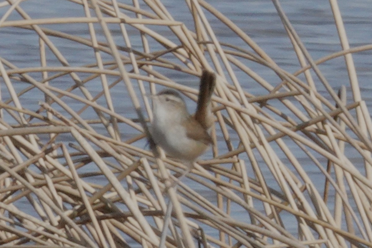 Marsh Wren - ML619913345