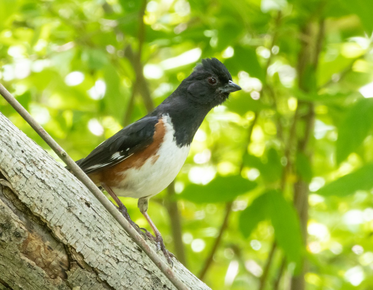 Eastern Towhee - ML619913346