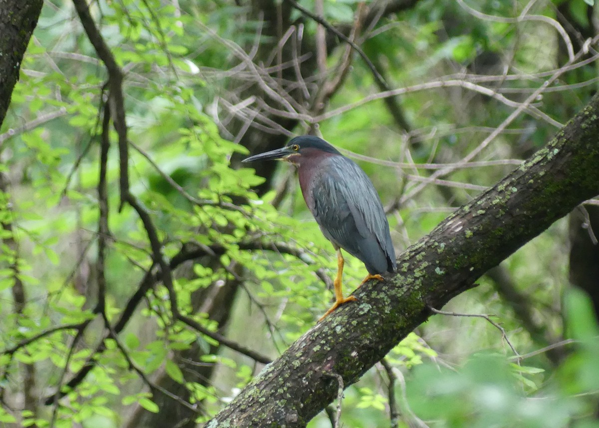 Green Heron - ML619913347