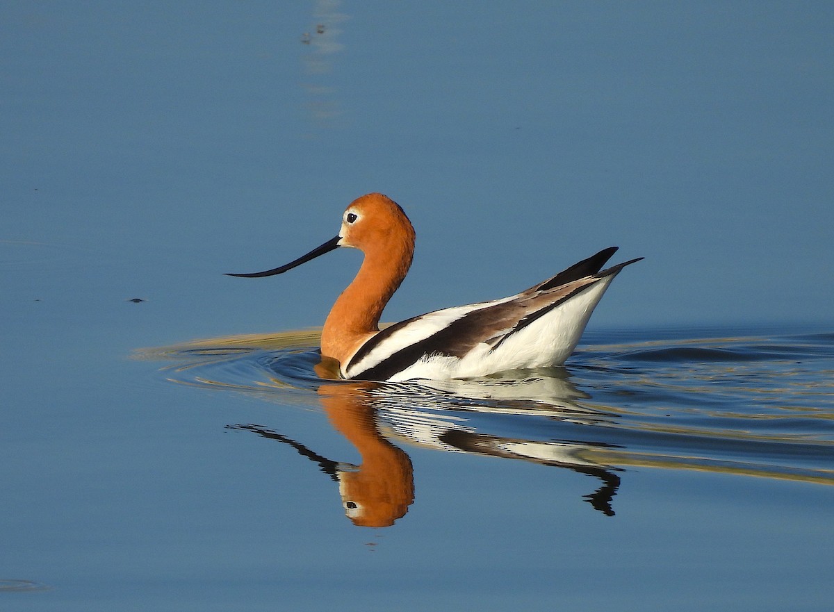 Avoceta Americana - ML619913349