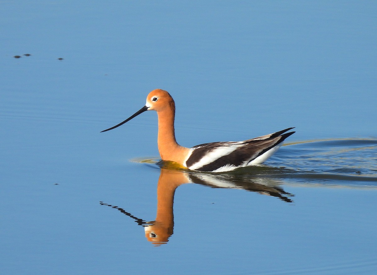 Avoceta Americana - ML619913350