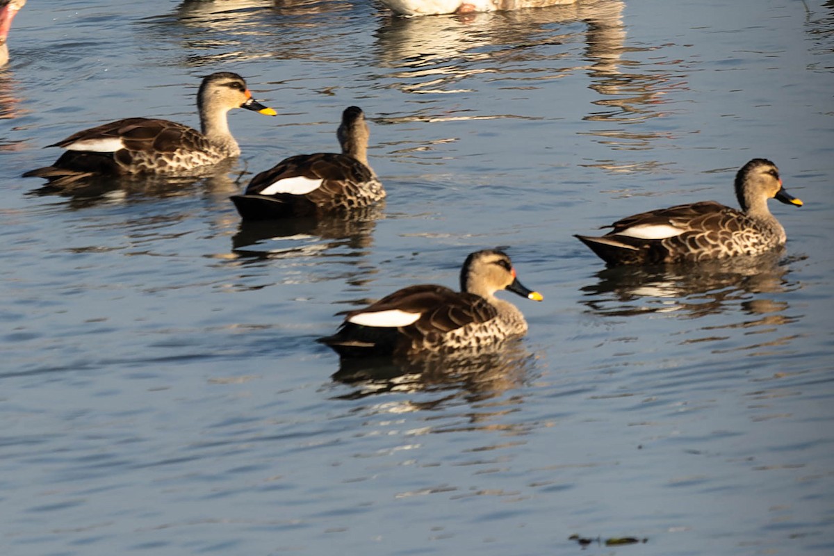 Indian Spot-billed Duck - ML619913354