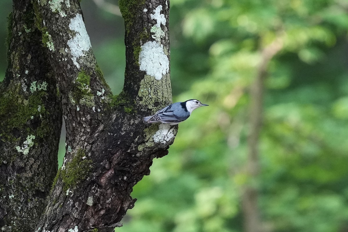 White-breasted Nuthatch - ML619913355