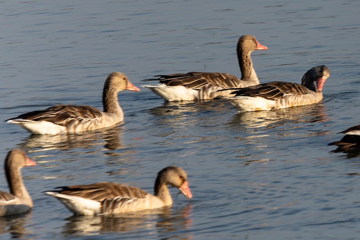 Graylag Goose - ML619913359