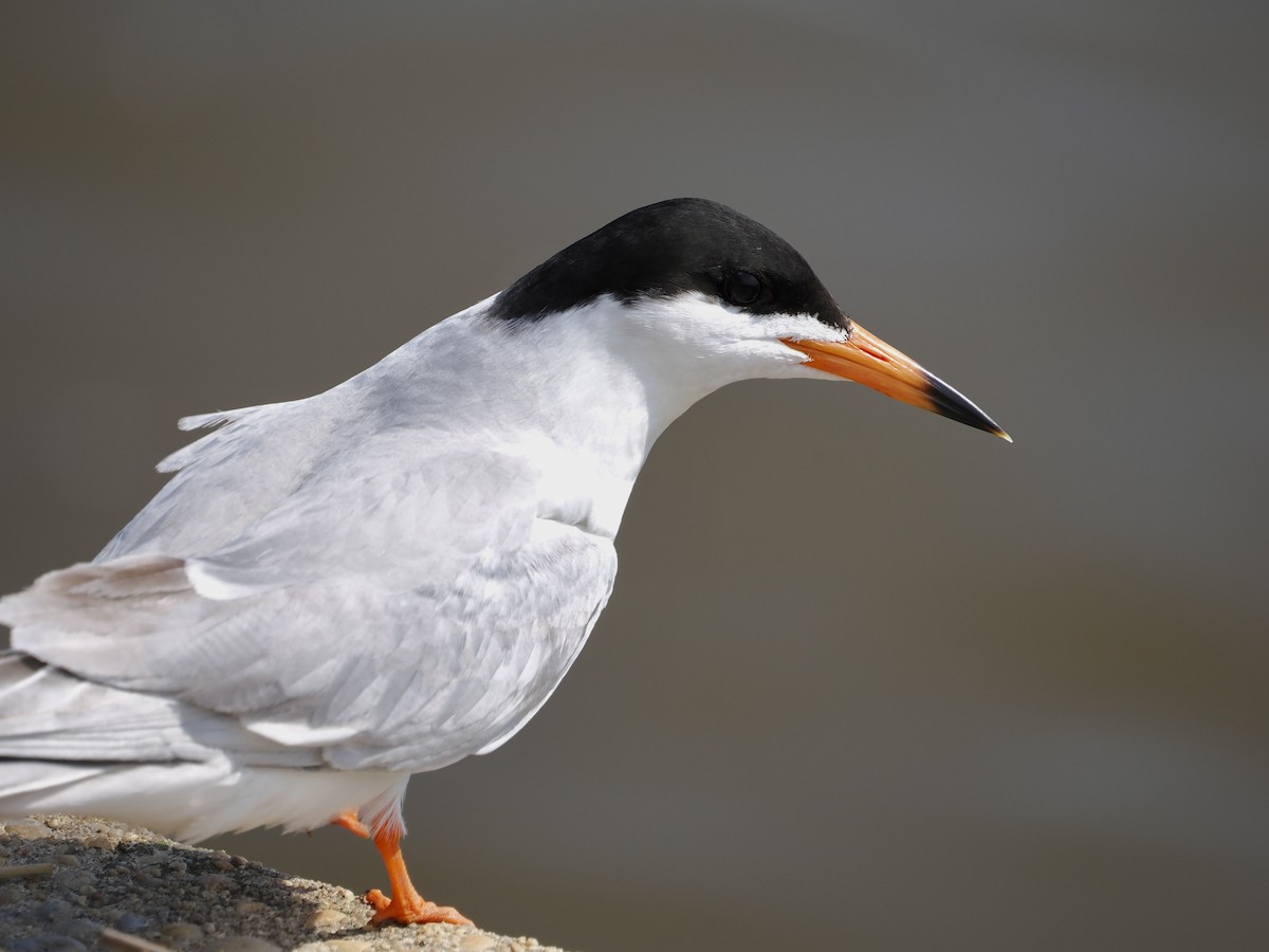 Forster's Tern - ML619913364